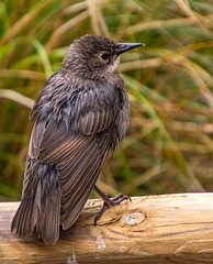 Young starling