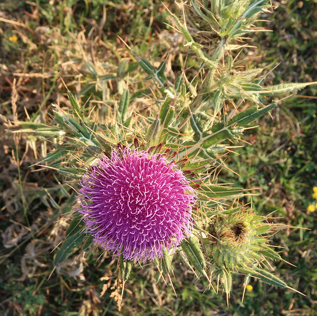 Thistle