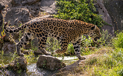 Jaguar5