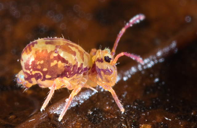 img 6922springtail 50827922703 o