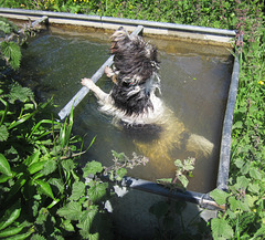 radish 29th may water dancing