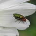 20200609 8252CPw [D~LIP] Glänzender Eckschildprachtkäfer (Anthaxia nitidukda) [m+w], Bad Salzufle