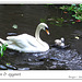 Swan & cygnet Bruges June 05