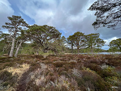 "Granny" Pines at Loch an Eilein near Rothiemurchus