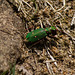 Green Tiger Beetle