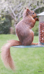 Red Squirrel