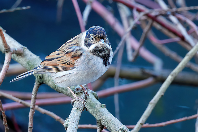 Reed Bunting - Emberiza schoeniclus