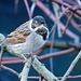 Reed Bunting - Emberiza schoeniclus