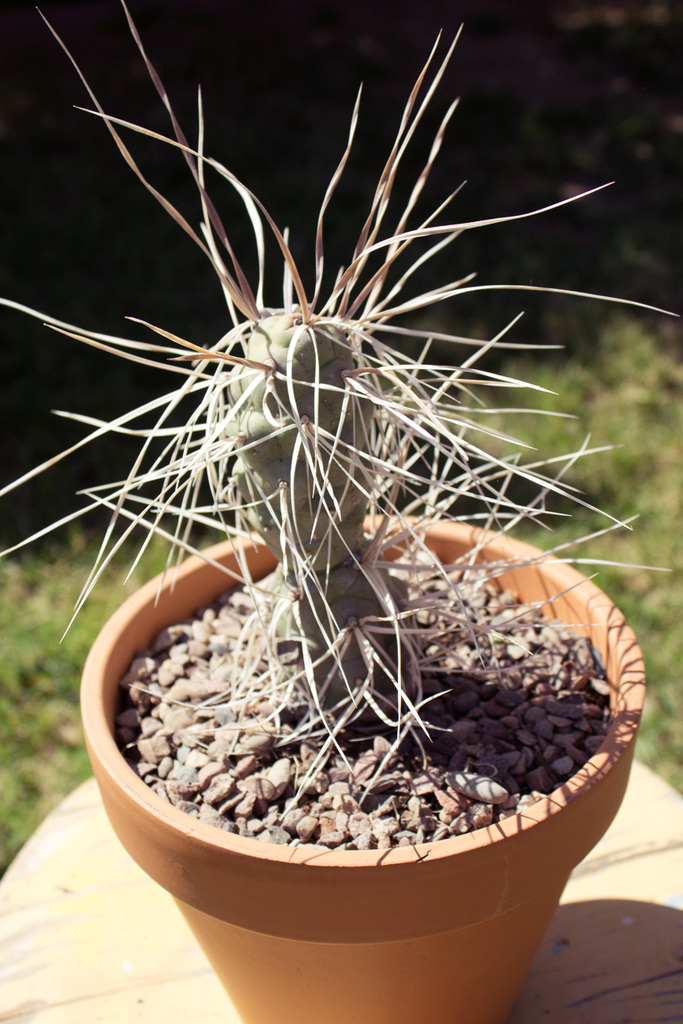 Paper-Spined Cholla (Tephrocactus articulatus var. syringacanthus)