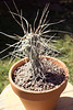 Paper-Spined Cholla (Tephrocactus articulatus var. syringacanthus)