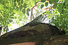 Der Baum auf der Klostermauer