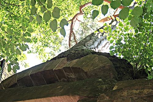 Der Baum auf der Klostermauer