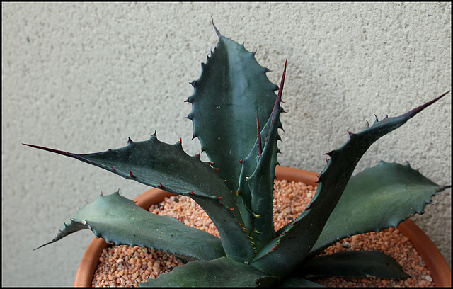 Agave salmiana v. ferox (3)