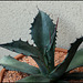 Agave salmiana v. ferox (3)