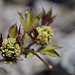 Sambucus racemosa, Caprifoliaceae, Alpes FR