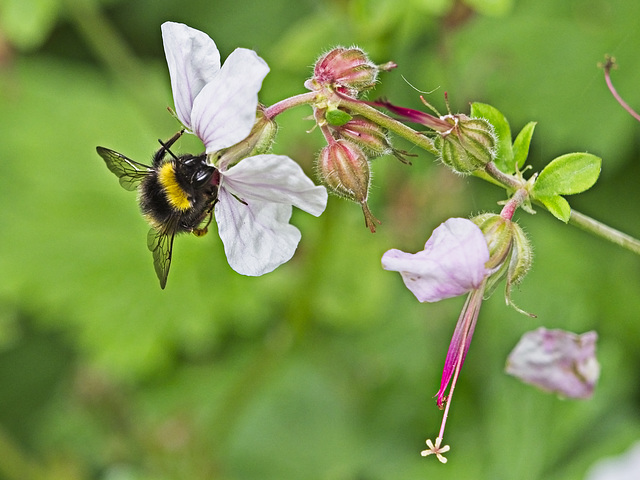 Another Busy Bee