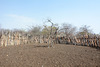 Namibia, Corral for Livestock in the Village of Onjowewe