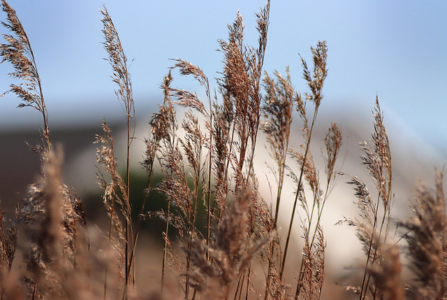 EOS 90D Peter Harriman 13 07 59 58171 reeds dpp