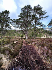 "Granny" Pines at Loch an Eilein near Rothiemurchus