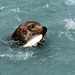 Alaska, Sea Lion with Prey