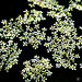 Abstract Flowers