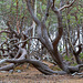 Schweden - Naturschutzgebiet Trollskogen Schweden - Naturschutzgebiet Trollskogen