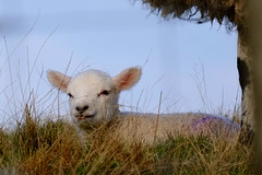 Lamb