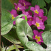 Lovely deep pink primulas