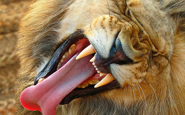 je restera toujours ......roi....de la .....jungle !!!