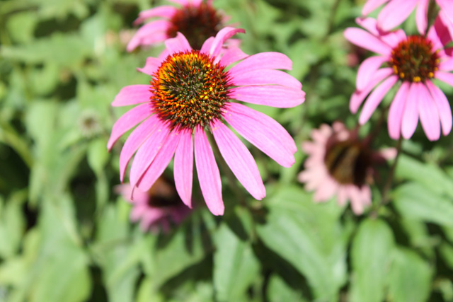 echinacea