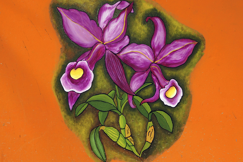 Purple Trumpet Flowers – Jungle Crocodile Safari, Tárcoles, Puntarenas Province, Costa Rica