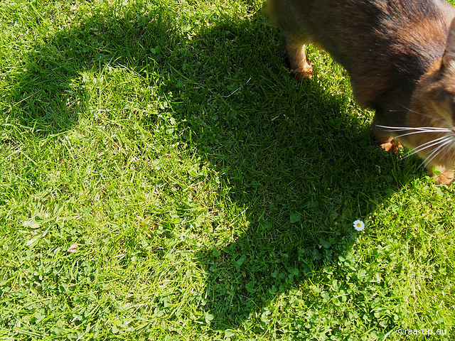 Rags' shadow - for Happy Caturday