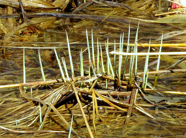 New sprigs of reed