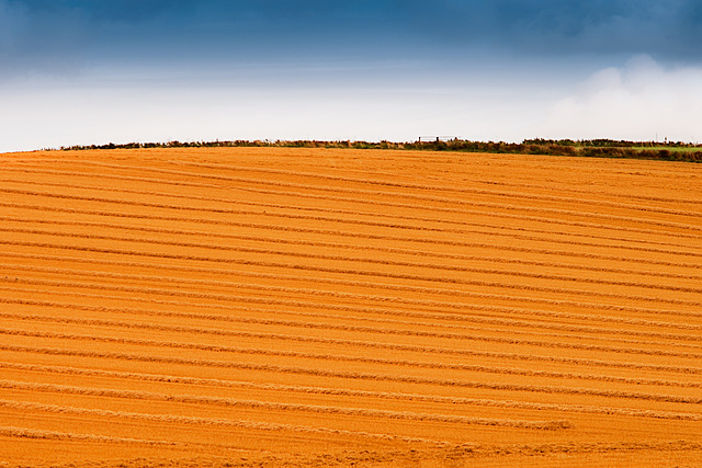 A Wiltshire Field