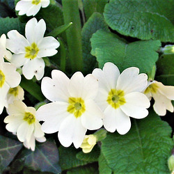 Oh primroses - a pretty flower