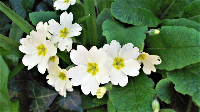 Oh primroses - a pretty flower