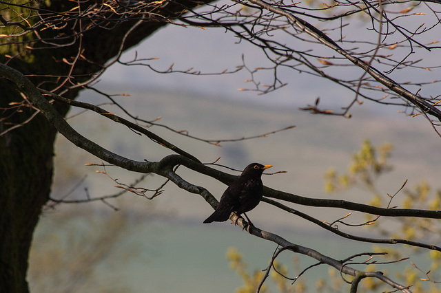 Blackbird in the Woods