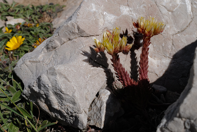 Sedum lanceolatum, Crassulaceae, Callelongue FR