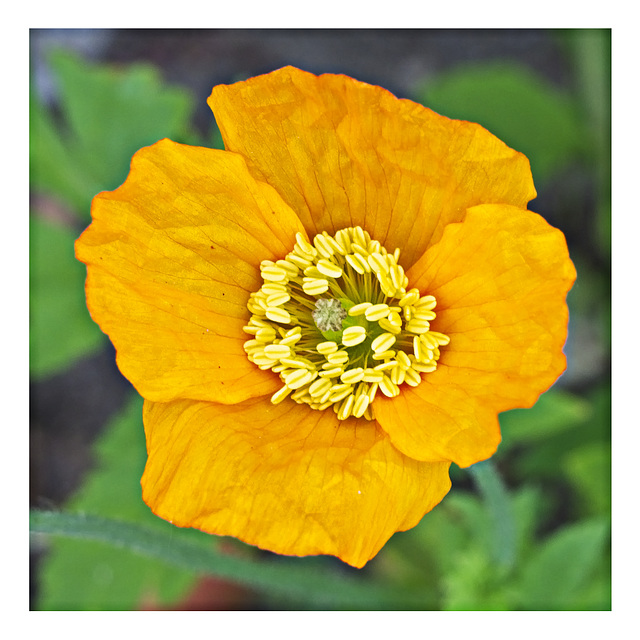 Orange Welsh Poppy