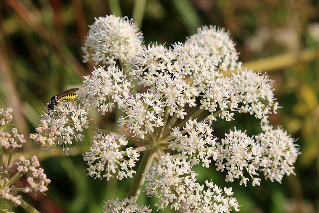 Tiny flowers