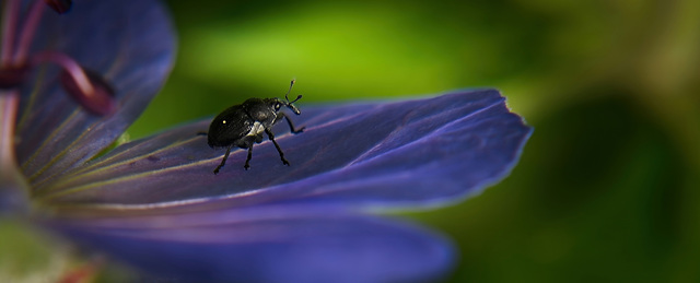 Kommt rein,ich zeige euch das Innenleben des Wiesen Storchschnabels (Geranium pratense)  Come in, I'll show you the inner workings of the Meadow Cranesbill (Geranium pratense)  Entrez, je vais vous mo