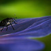 Kommt rein,ich zeige euch das Innenleben des Wiesen Storchschnabels (Geranium pratense)  Come in, I'll show you the inner workings of the Meadow Cranesbill (Geranium pratense)  Entrez, je vais vous montrer le fonctionnement interne du Géranium des p