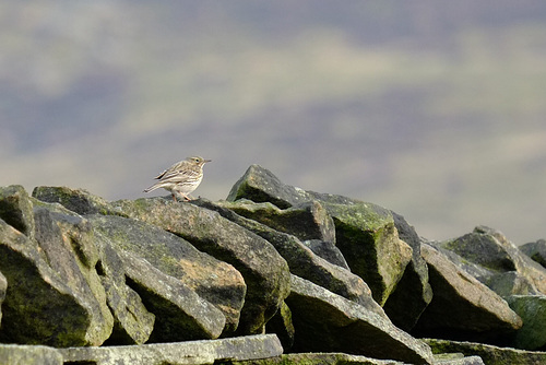 Meadow Pipit