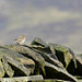 Meadow Pipit