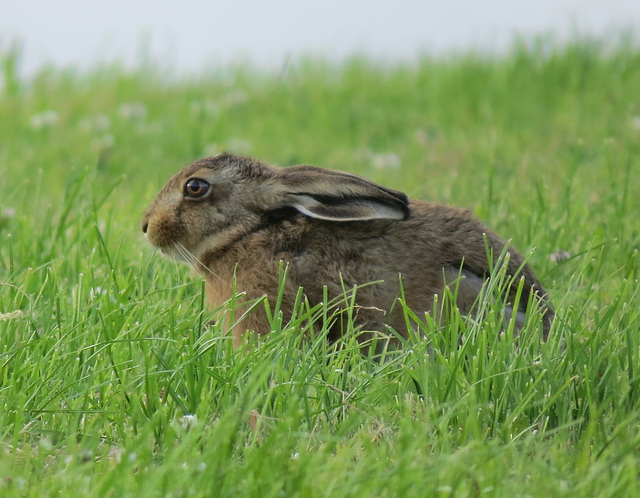 hare