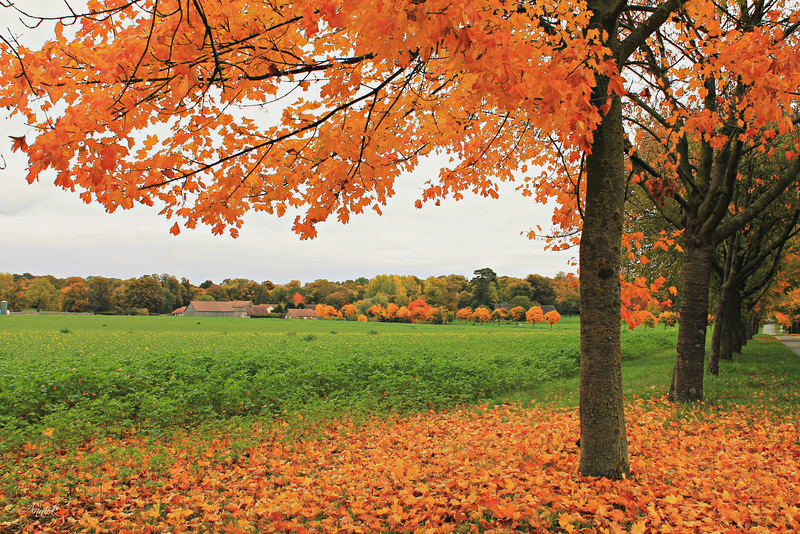 robe orange d'octobre