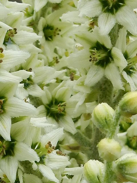 27 Blüten des Weißen Germer