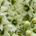 27 Blüten des Weißen Germer