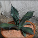 Agave salmiana v. ferox (4)