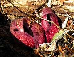 The strangest Spring flowers: Skunk Cabbage